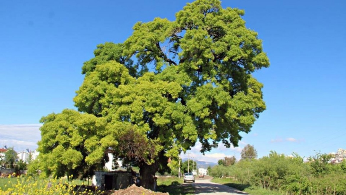 300 yıllık anıt ağaç için seferberlik