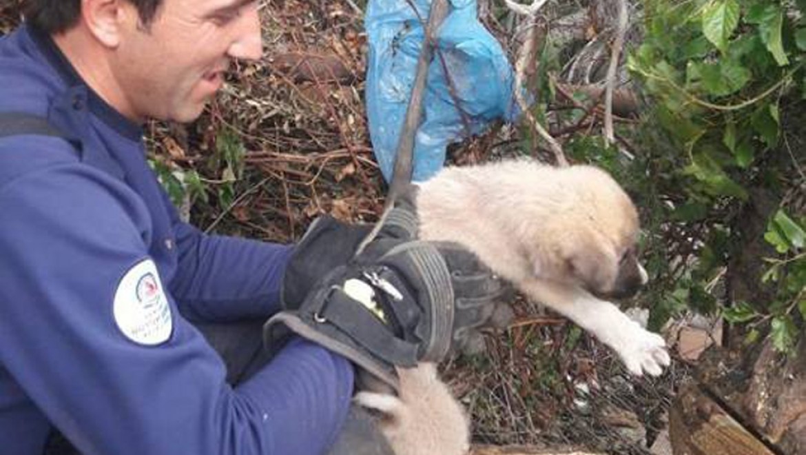Ağaç kütüğünde mahsur kalan minik köpek kurtarıldı