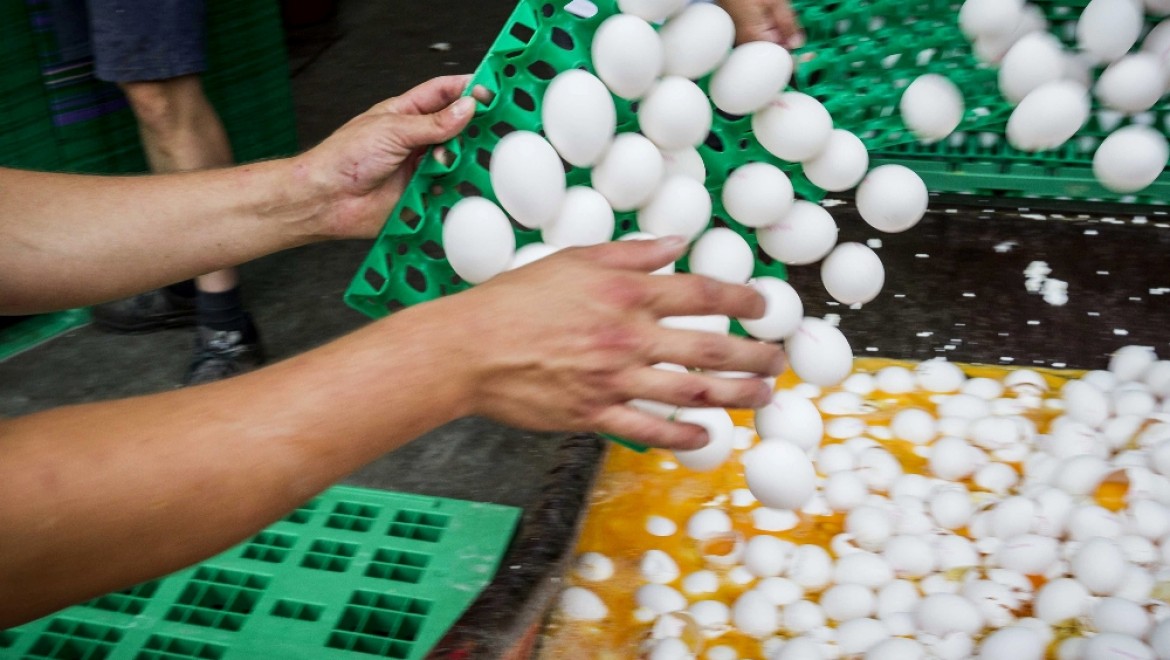 Belçika'dan Hollanda'ya yumurta suçlaması