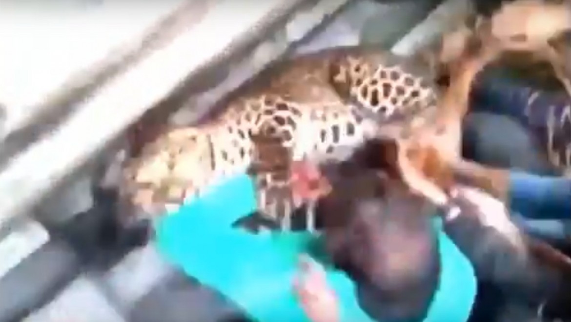 Hindistan'da leopar dehşeti: 20 yaralı