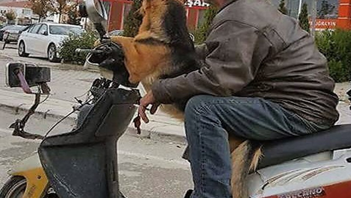 Motosiklet sürücüsü köpeği ile böyle seyahat etti