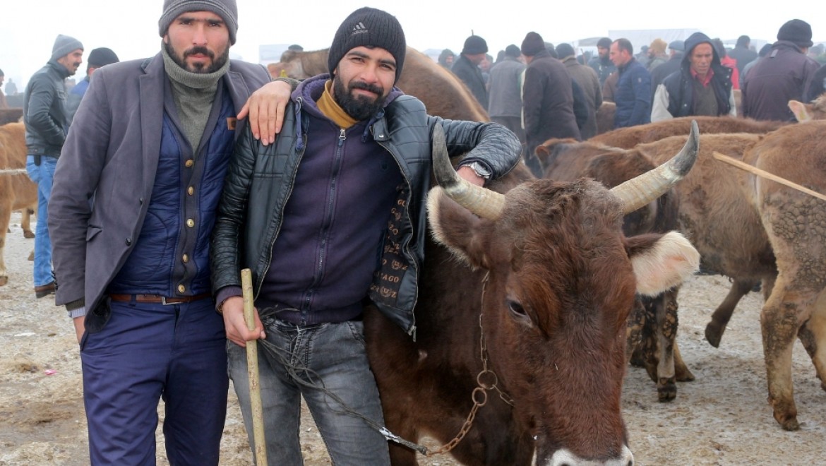 Türkiye'nin her yerine hayvan sevkiyatı