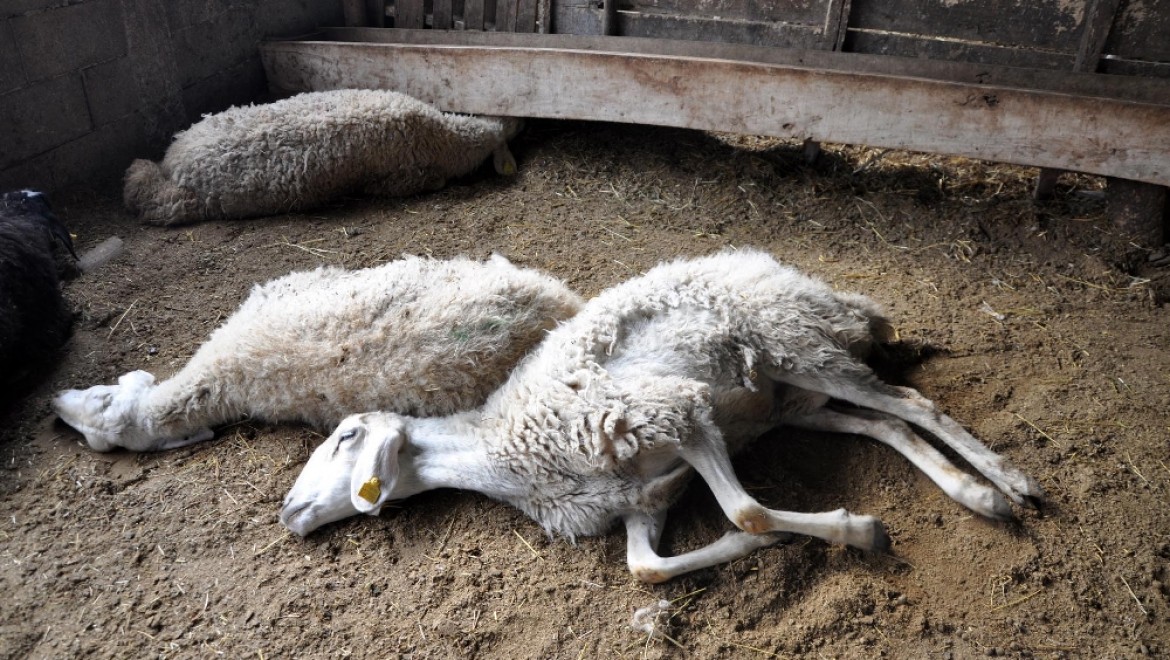 Yozgat'ta şüpheli hayvan ölümleri