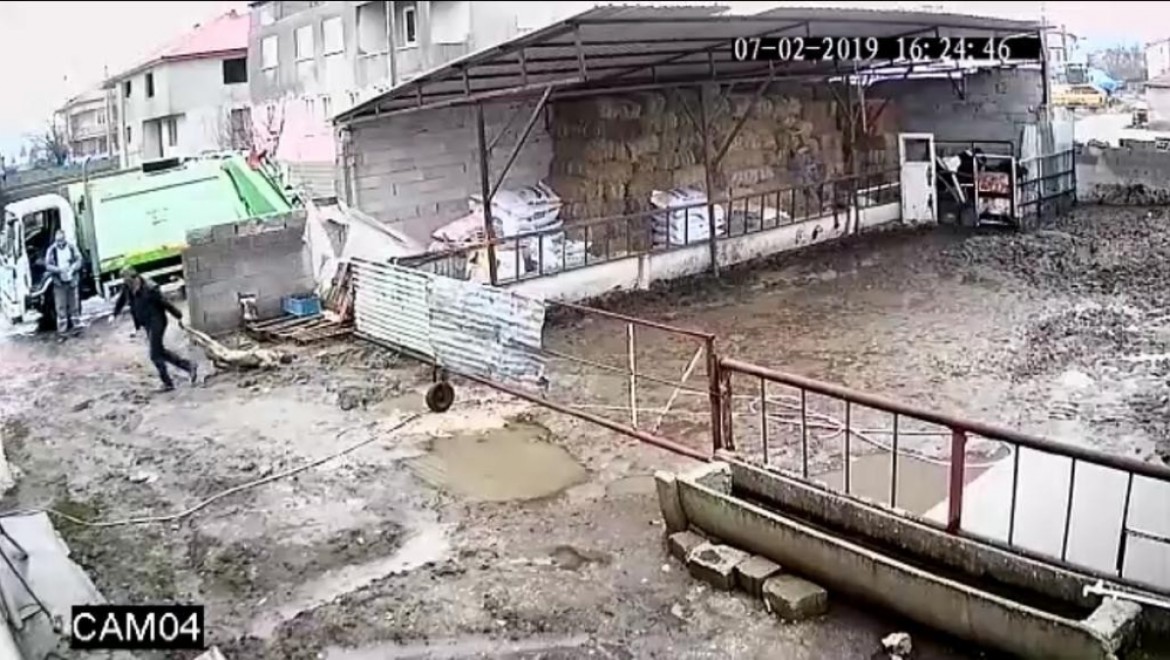 Köpeğin Sürüklenerek çöp Kamyonuna Atılması Kamerada