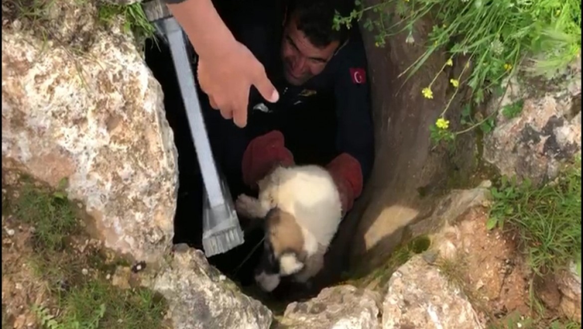 Kuyuda Mahsur Kalan Yavru Köpeği İtfaiyeciler Kurtardı