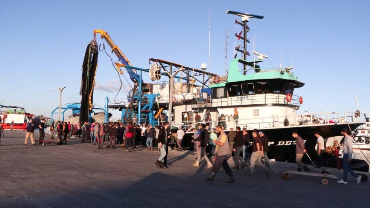 Marmara Denizi'nde hamsi bolluğu 2