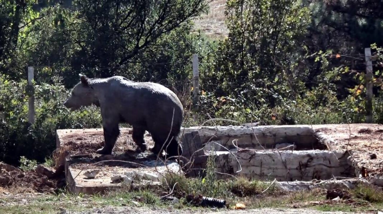 Ölü tavukların atıldığı kuyuya giren ayı mahsur kaldı 4