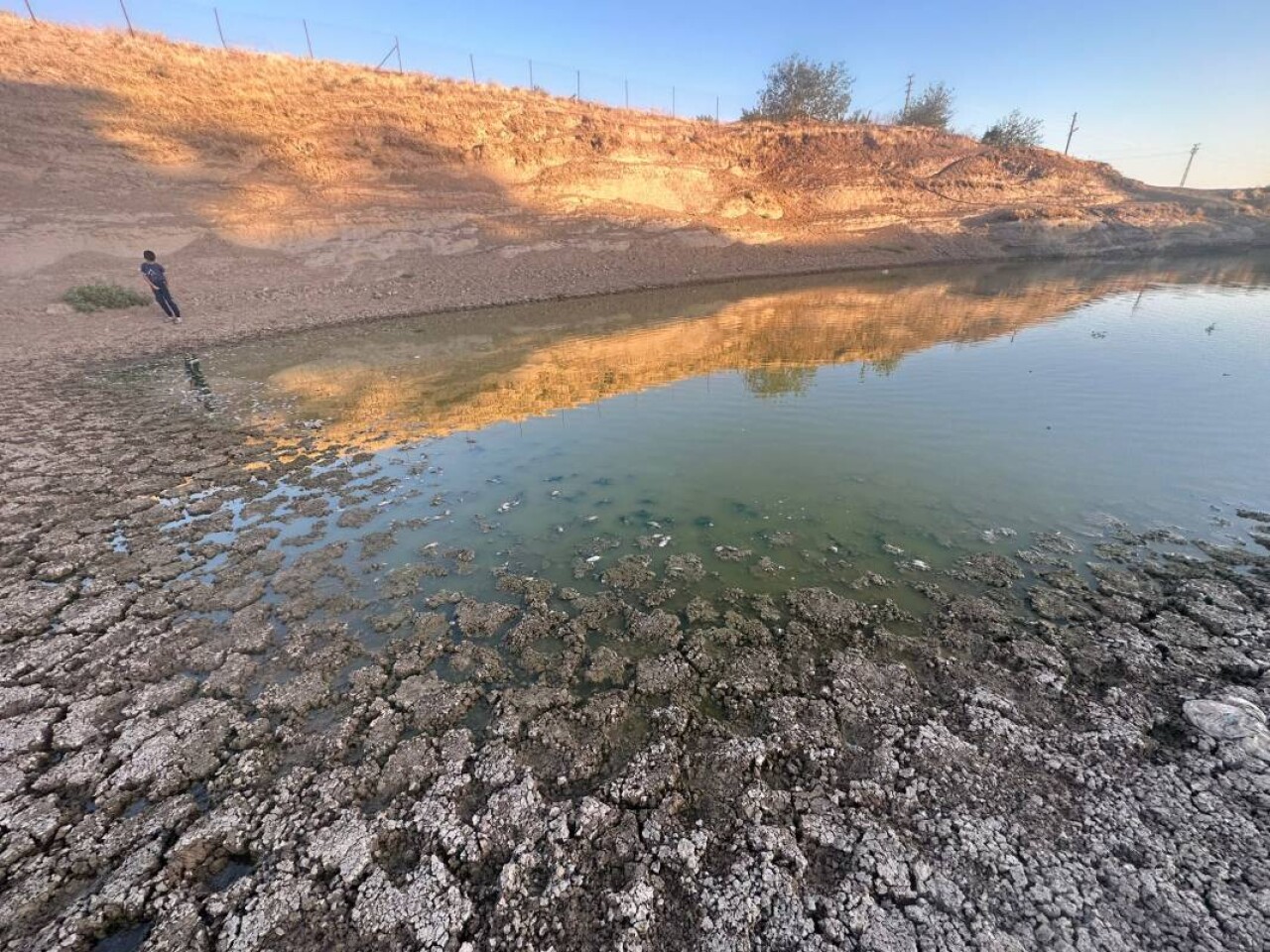 Sular 40 metre çekildi: Yüzlerce ölü balık kıyıya vurdu 4