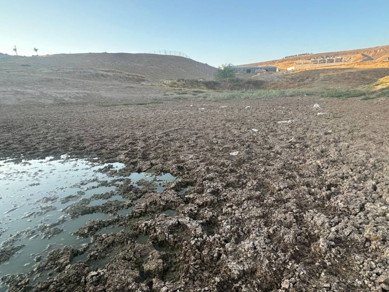 Sular 40 metre çekildi: Yüzlerce ölü balık kıyıya vurdu 2