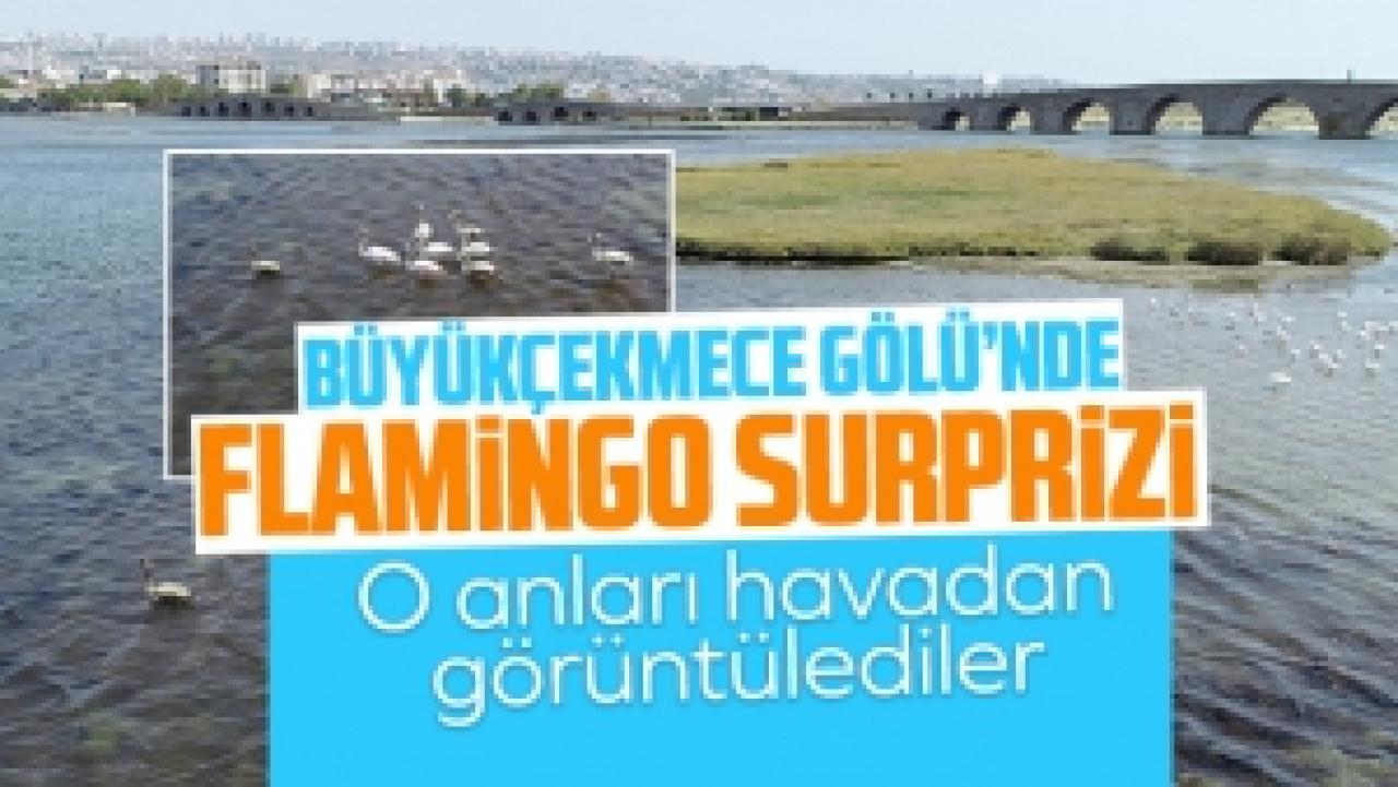 Büyükçekmece Gölü'nde flamingo sürprizi