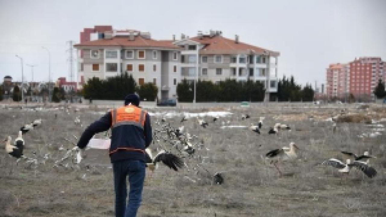 Leylekler, kar ve fırtına nedeniyle Konya'daki araziye indi