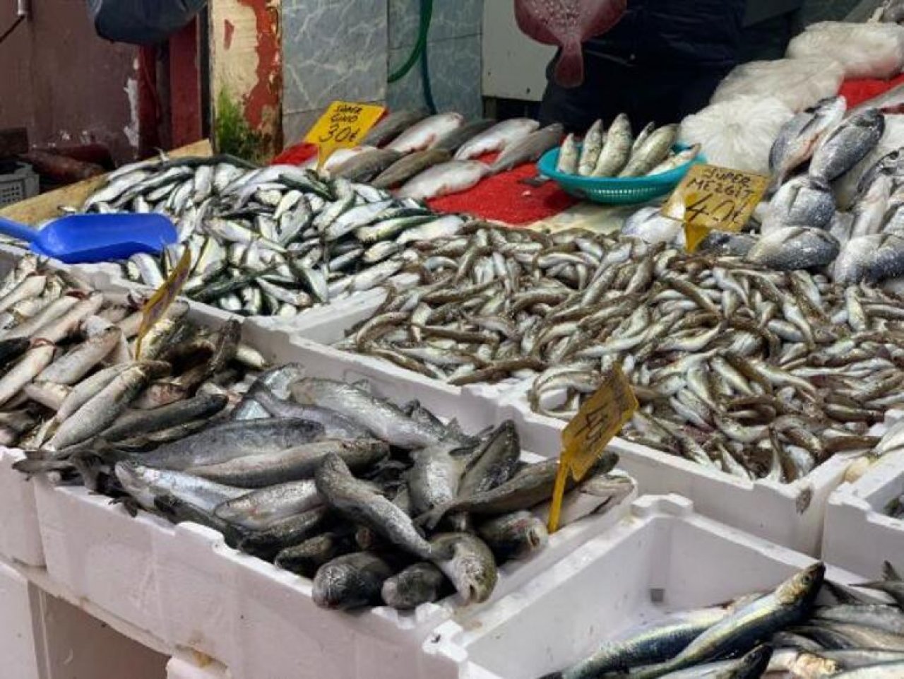 Karadeniz Soğudu, Tezgahta Balık Bollaştı