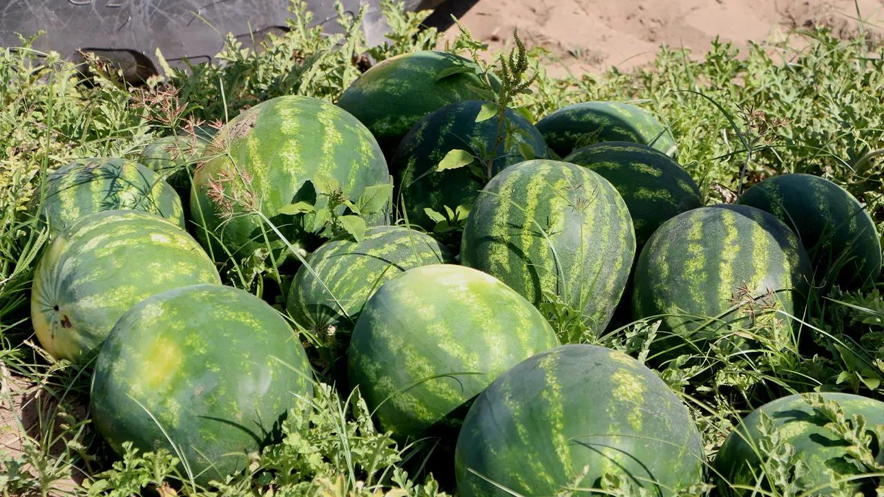 Adana’da turfanda karpuz hasadı başladı: 550 bin ton rekolte bekleniyor