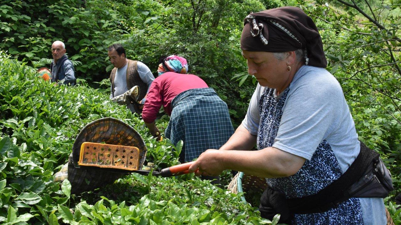 Ordu’da çay hasadı başladı