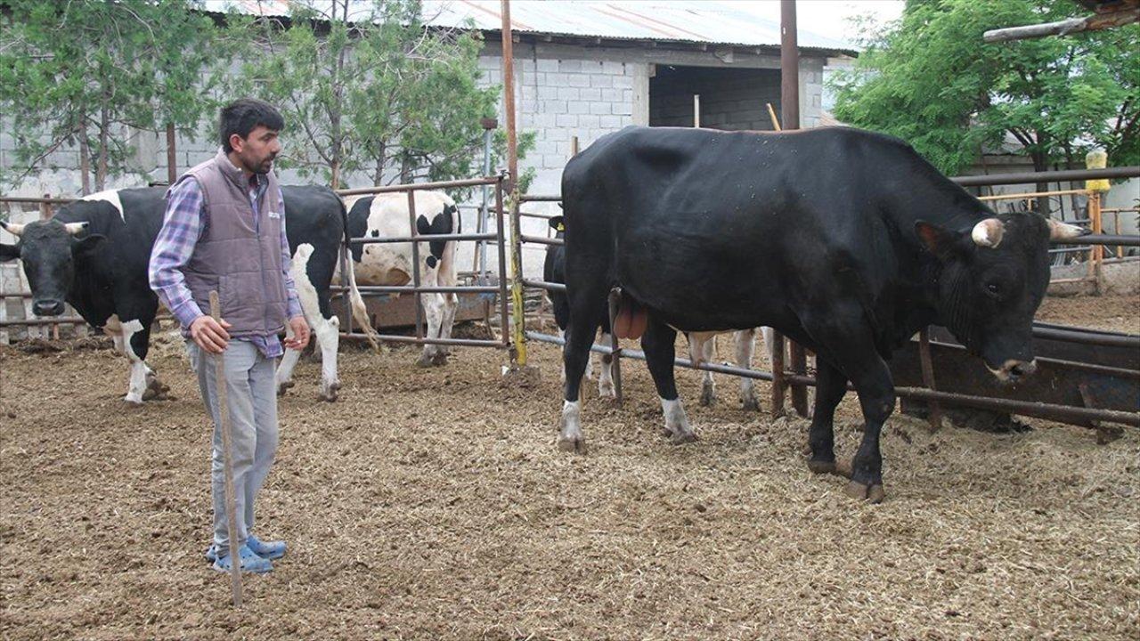 1,3 tonluk kurbanlık "Toro" alıcısını bekliyor! İşte fiyatı..