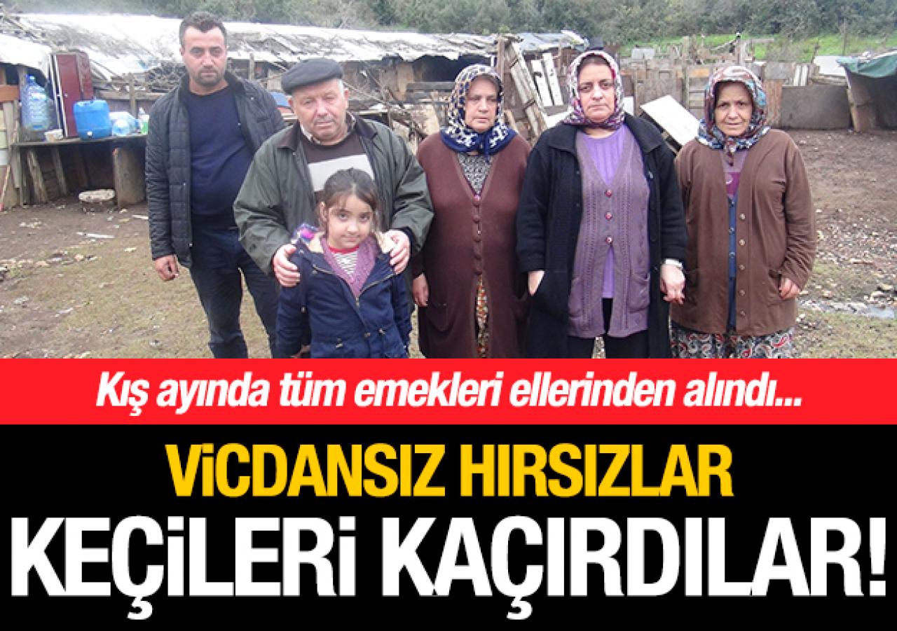 Keçileri kaçırdılar