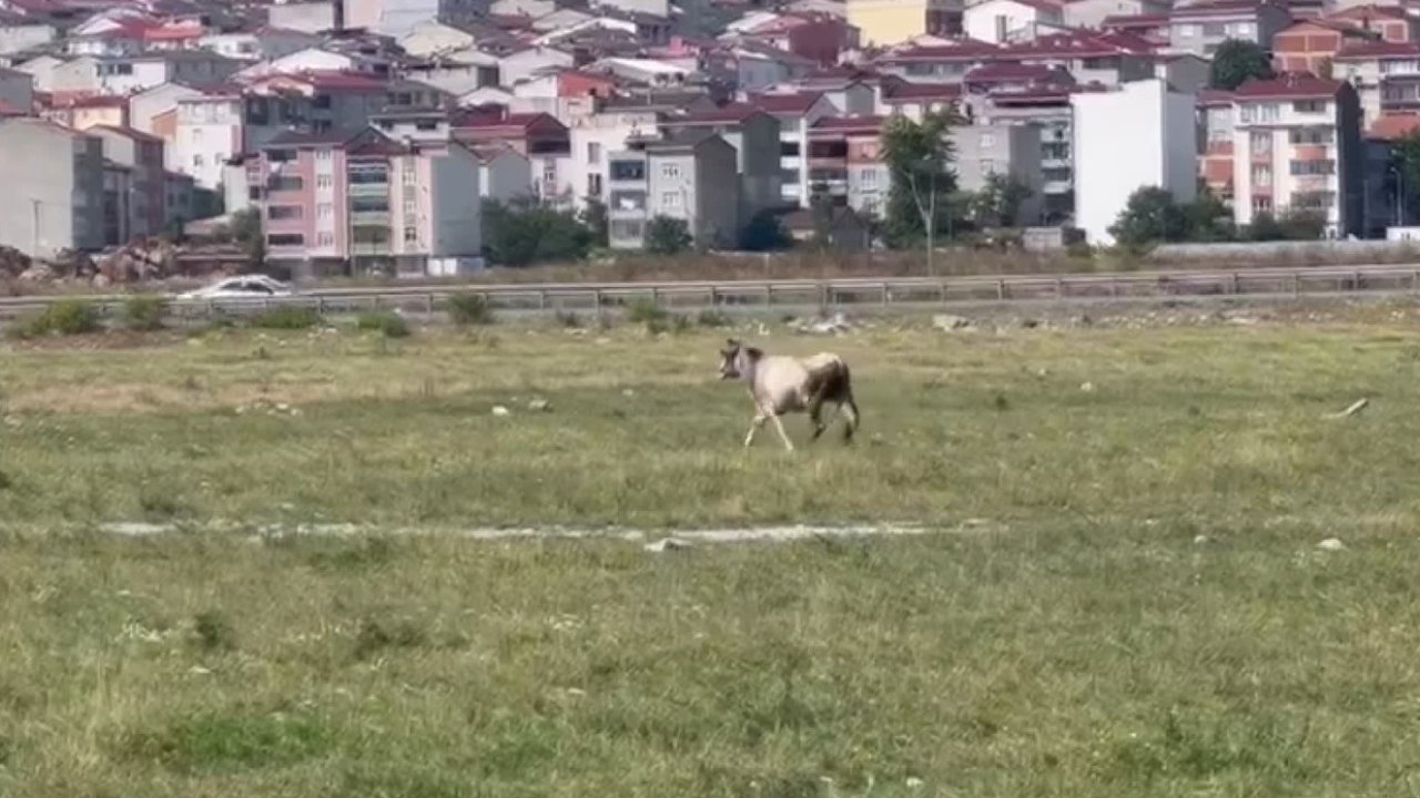 İstanbul'da kurbanlık 7 tosun kaçtı: Bulan ödüllendirilecek