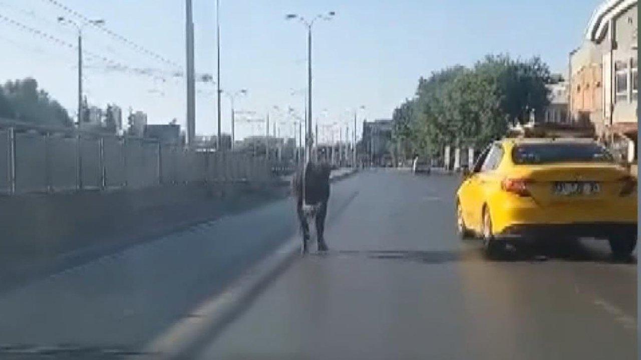 Sahibinin elinden kaçan boğa trafiği birbirine kattı