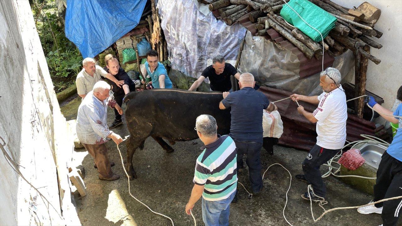 Kurbanlık boğa, sahibini yaraladı