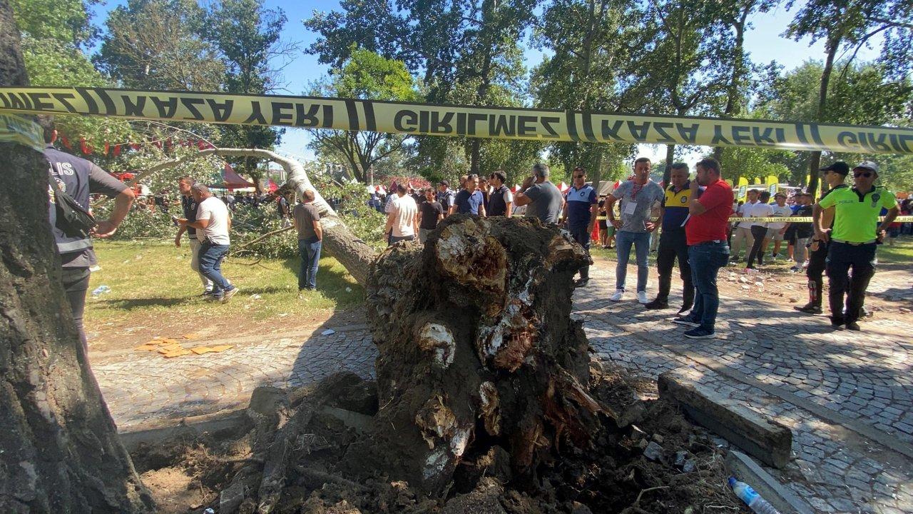 Kırkpınar'ın final gününde Sarayiçi'nde ağaç devrildi: 2 yaralı