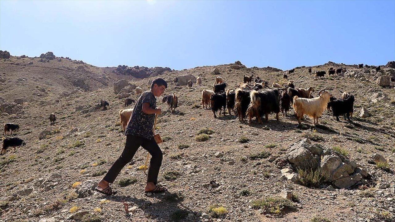 Çobanlık yapan Muhammet'in okuyacağı okul belli oldu