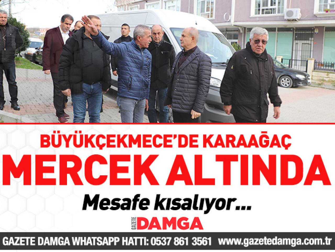 Karaağaç mercek altında