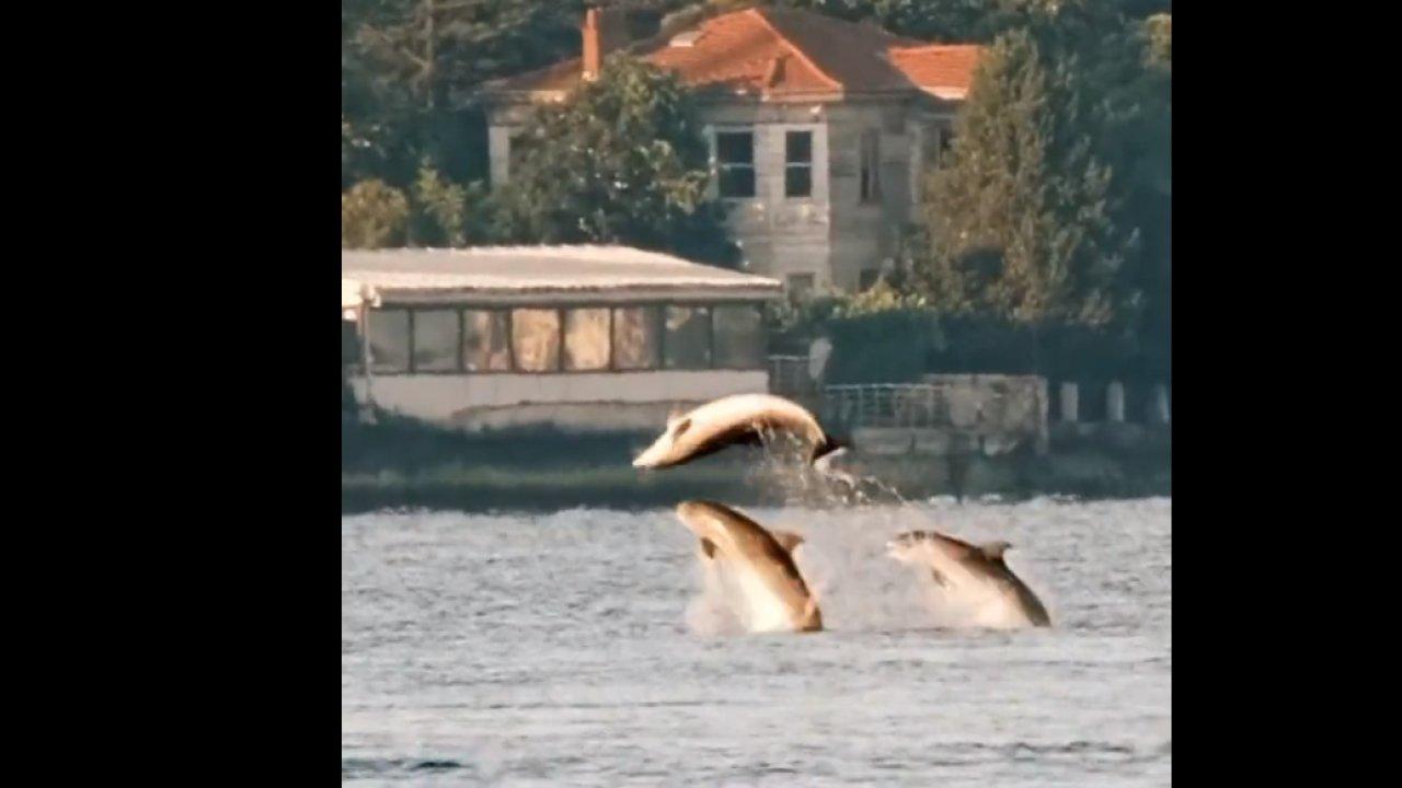 Yunuslar İstanbul’u mesken tuttu, gemilerle yarıştı!