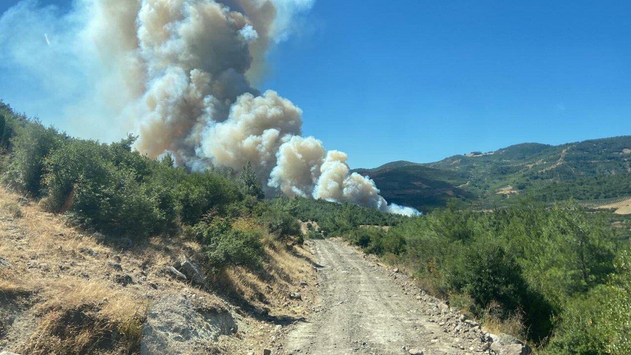 Manisa'da orman yangını