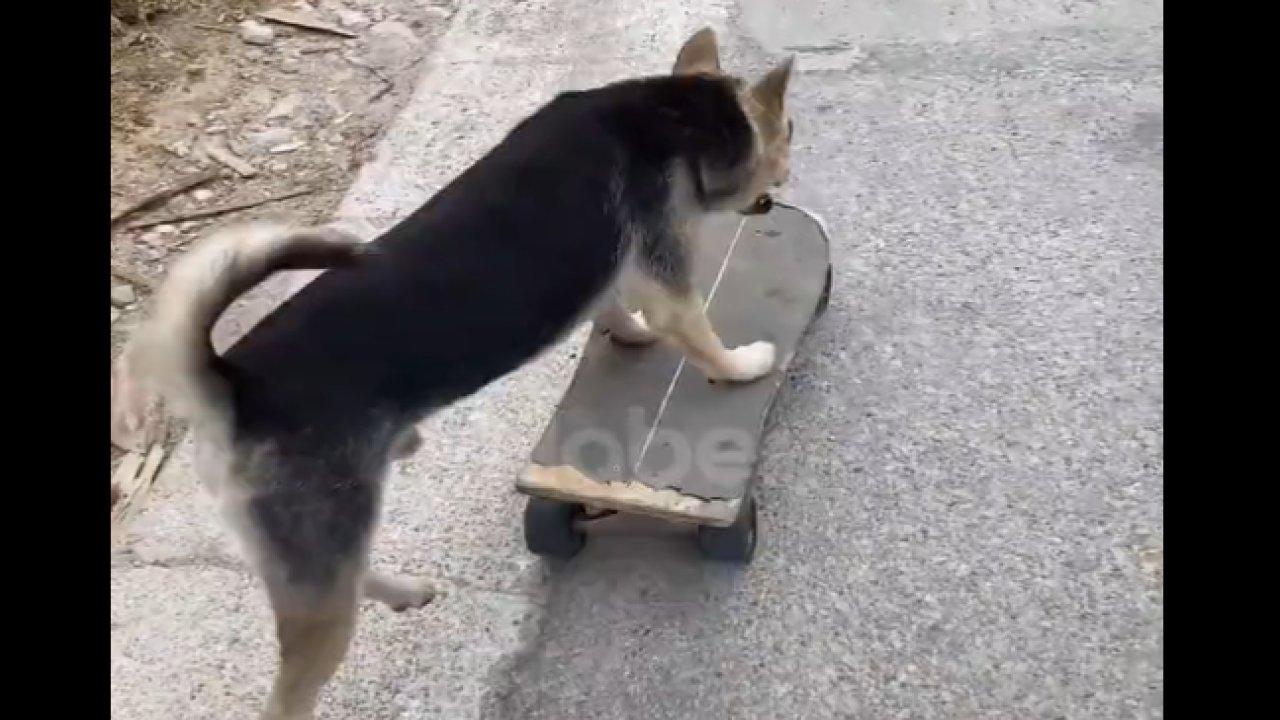 Kaykay ile mahalle turu atan köpek sosyal medyada ilgi odağı oldu!