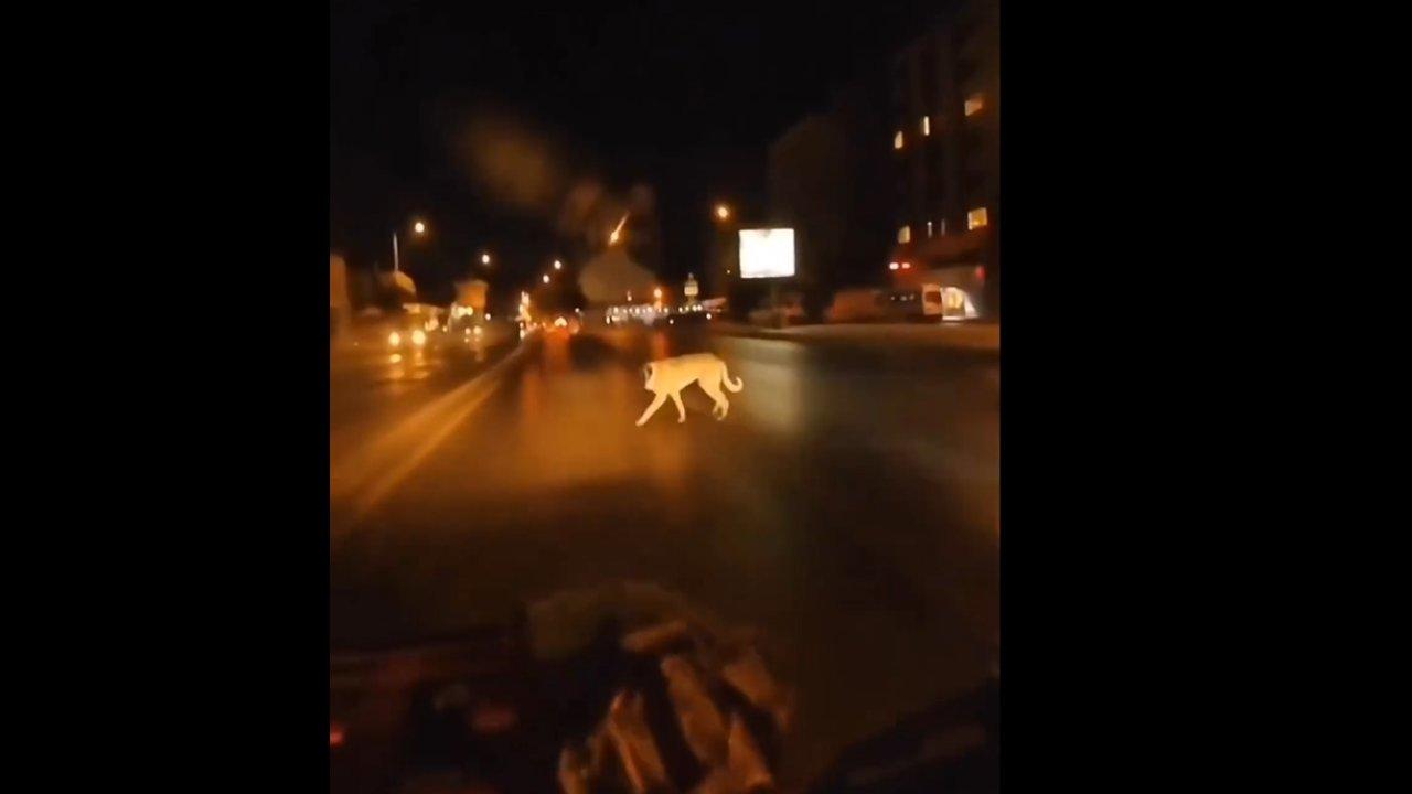 Köpeğe çarpan motorcu kadının panik anları!