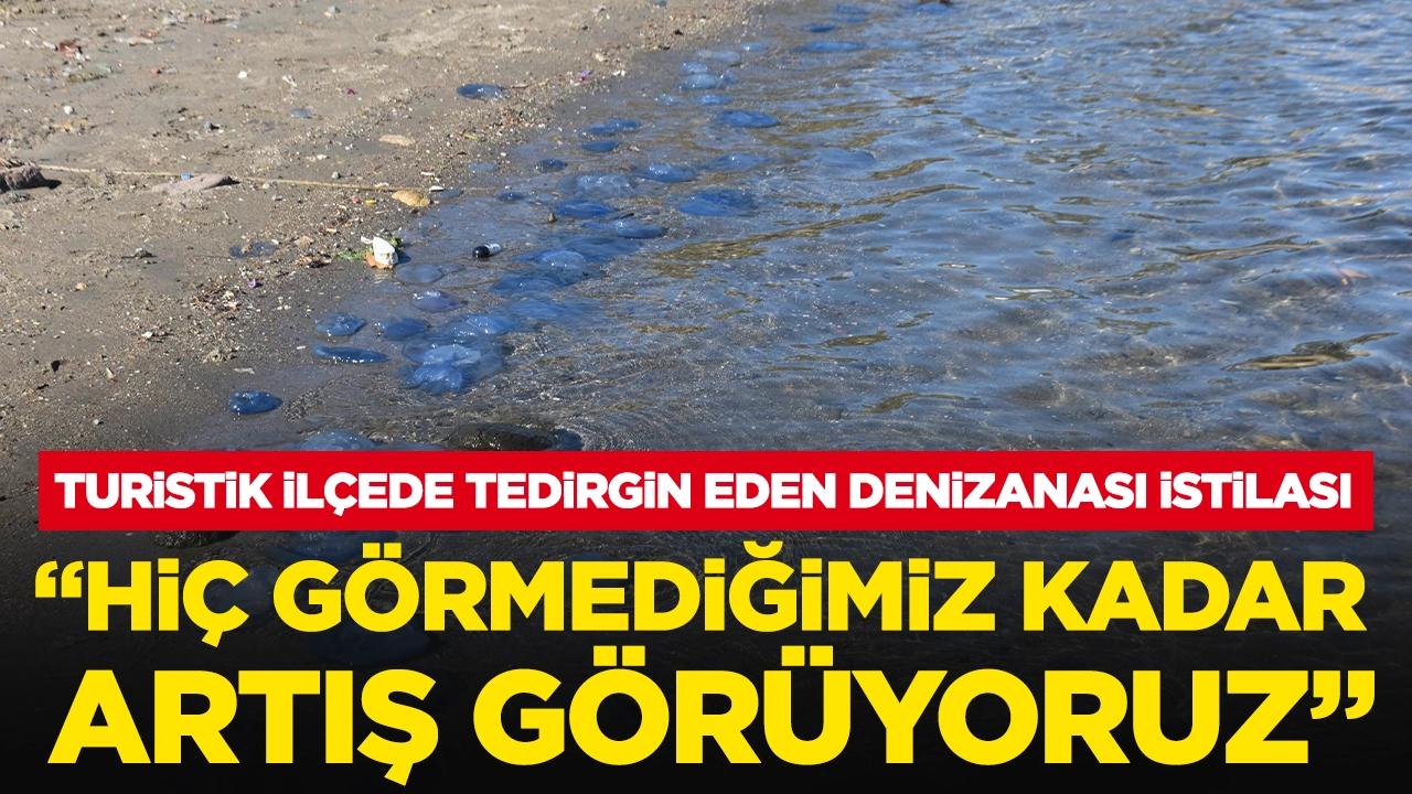 Turistik ilçede tedirgin eden mavi denizanası istilası: 'Hiç görmediğimiz kadar artış görüyoruz'