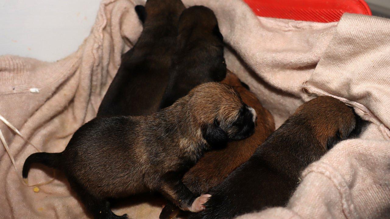 Vicdansızlığın böylesi: 5 yavru köpeği çöpe atıp kaderine terk ettiler