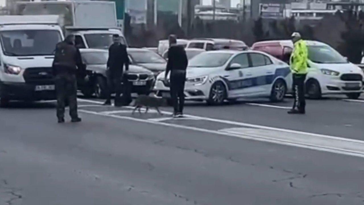 Tilki otobana çıktı, trafiği birbirine kattı