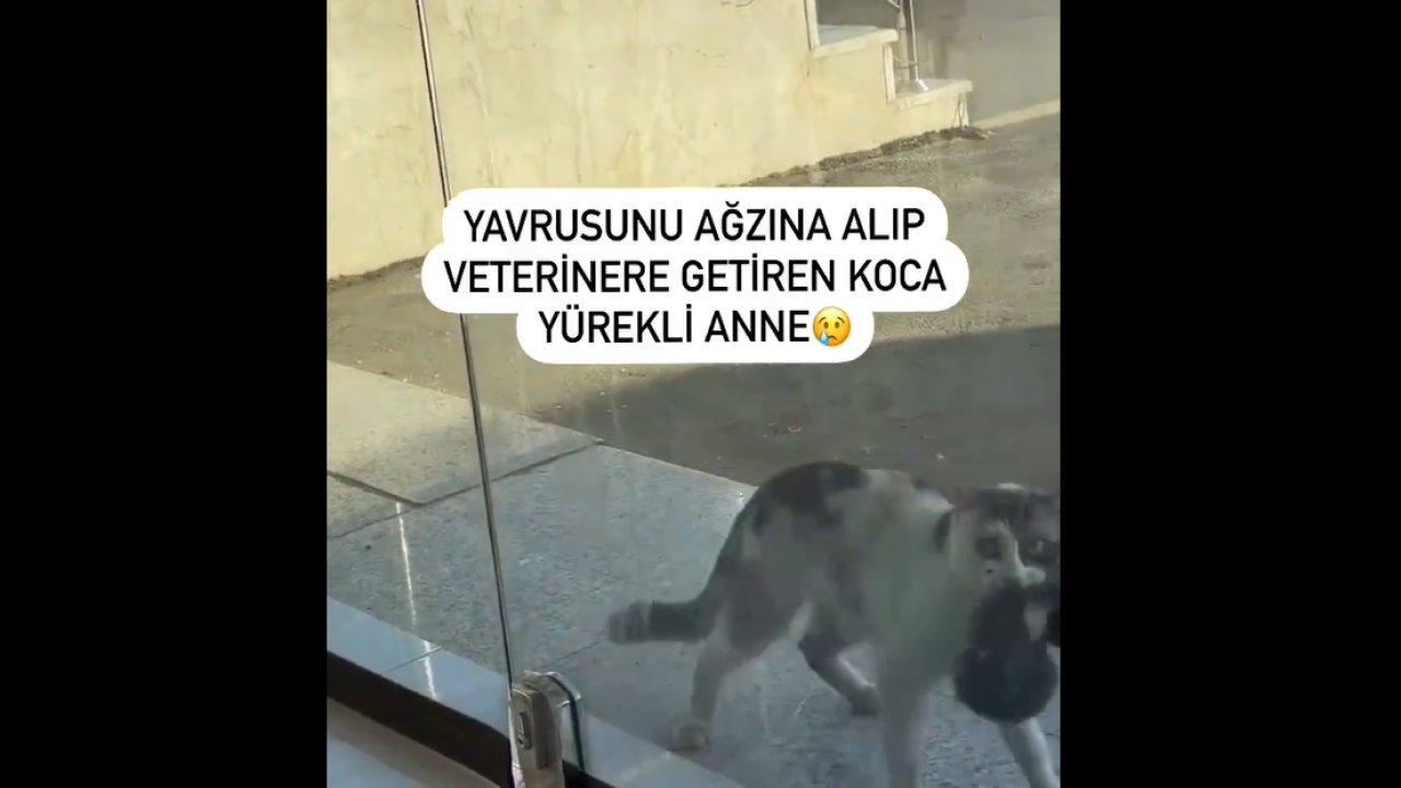 Anne kedi, hasta yavrusunu ağzında taşıyarak veterinere getirdi!