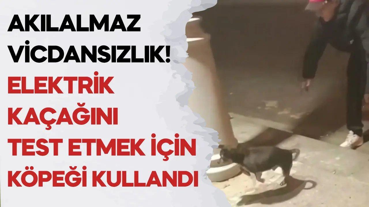 Elektrik kaçağını test etmek için köpeği kullandı!