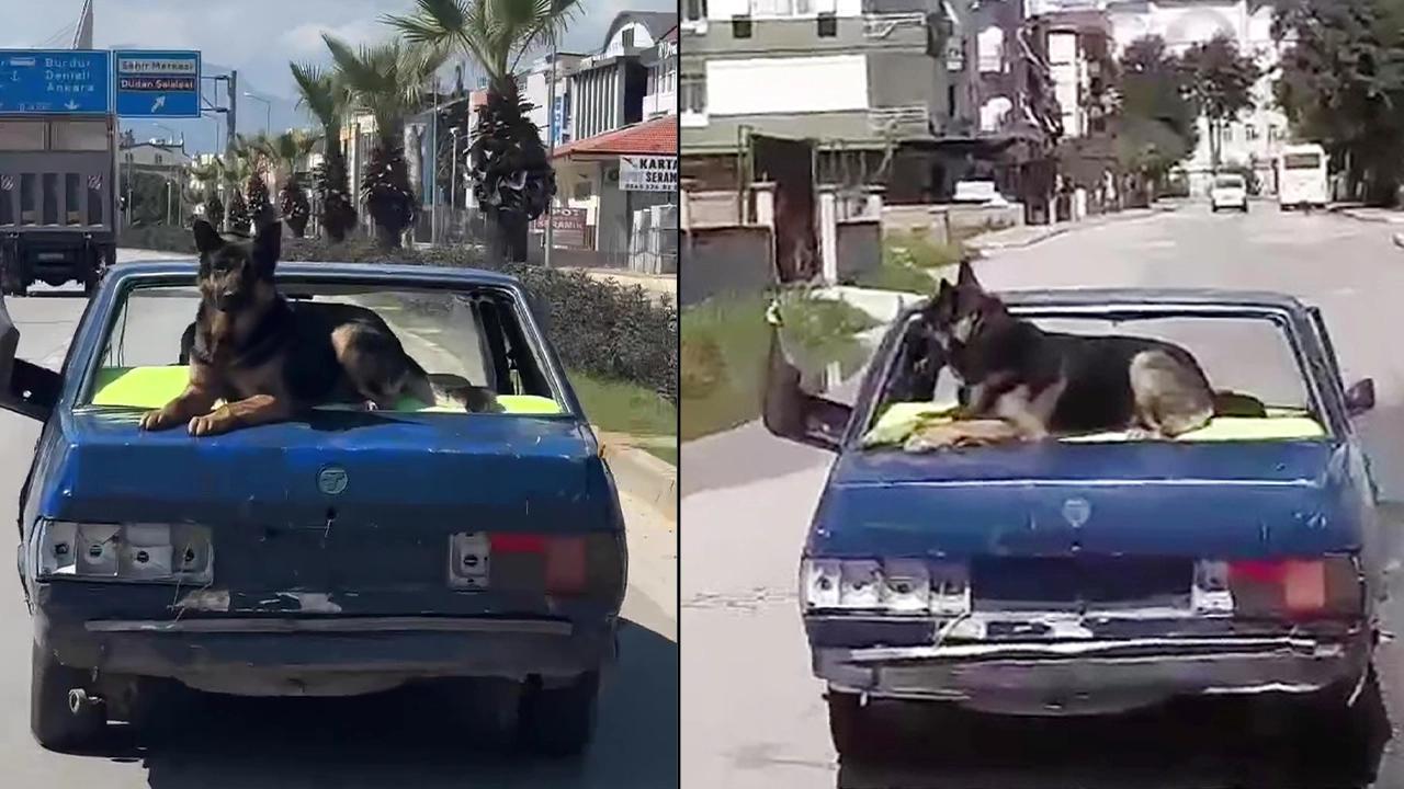 Uyarıları aldırmadı: Hurda otomobil üzerinde köpekle kilometrelerce yol gitti