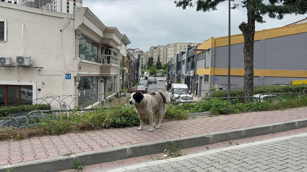 Esenyurt'taki köpek tartışmasında kaymakamlığın cezası iptal oldu