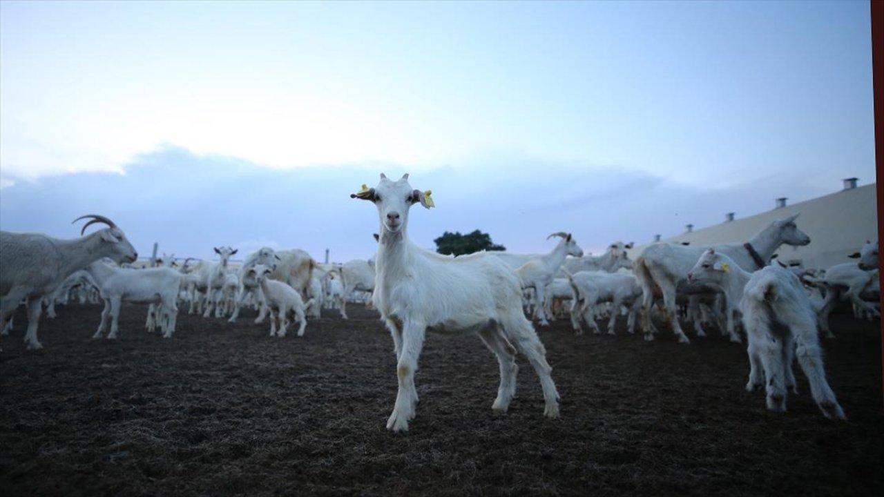 Oğlak ve kuzuların anneleriyle buluşma "senfonisi"