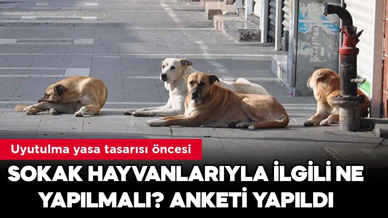 Uyutulma yasa tasarı öncesi anket çalışması düzenlendi, Sokak hayvanlarıyla ilgili ne yapılmalı? sorusu soruldu