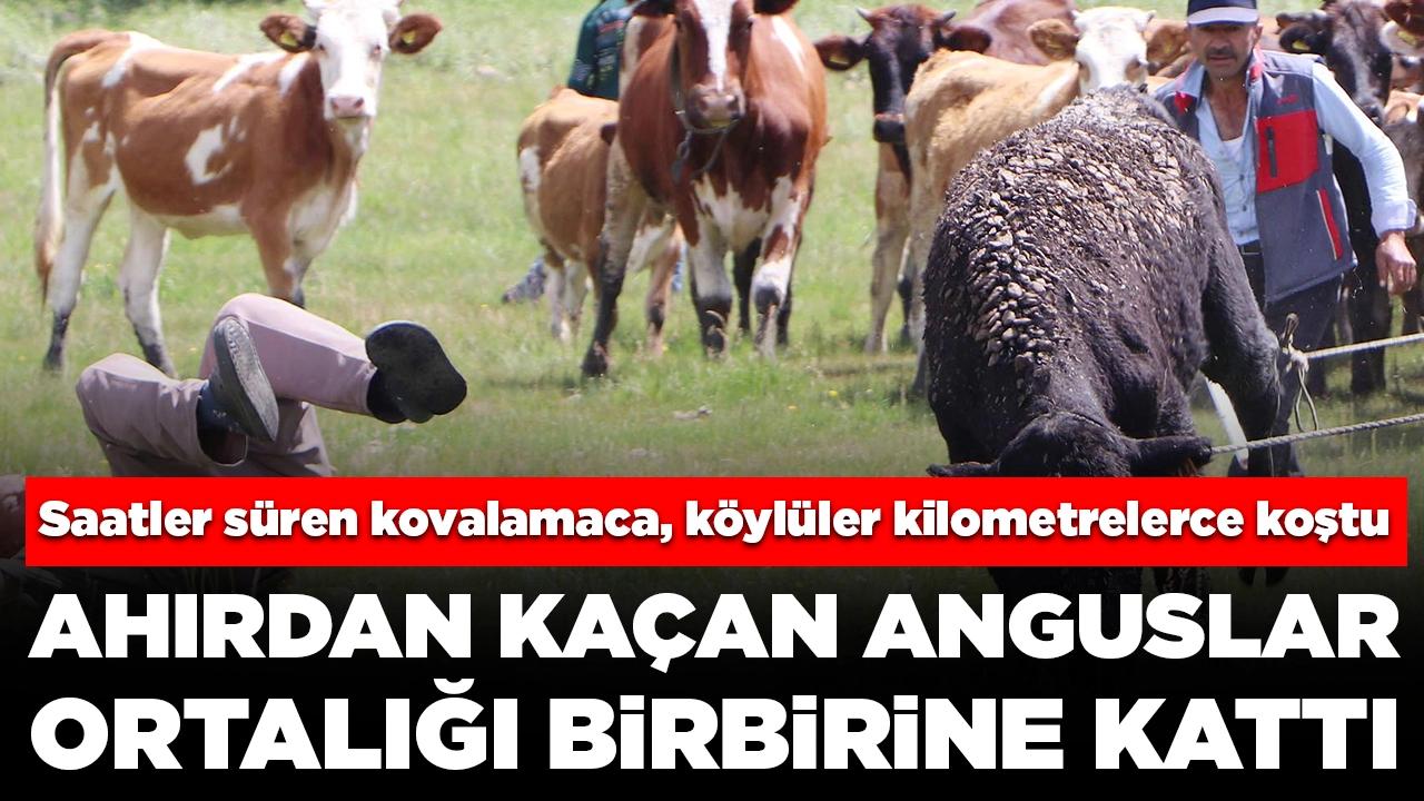 Saatler süren kovalamaca! Ahırdan kaçan anguslar ortalığı birbirine kattı: 2 boğa kalp durmasıyla öldü