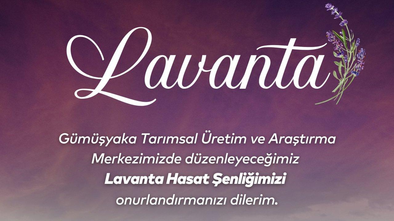 Silivri’de lavanta hasadı şenliği!