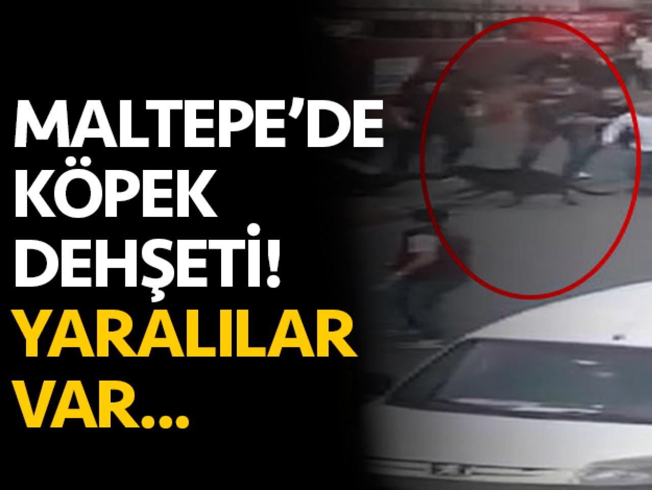 Maltepe'de köpek dehşeti! yaralılar var