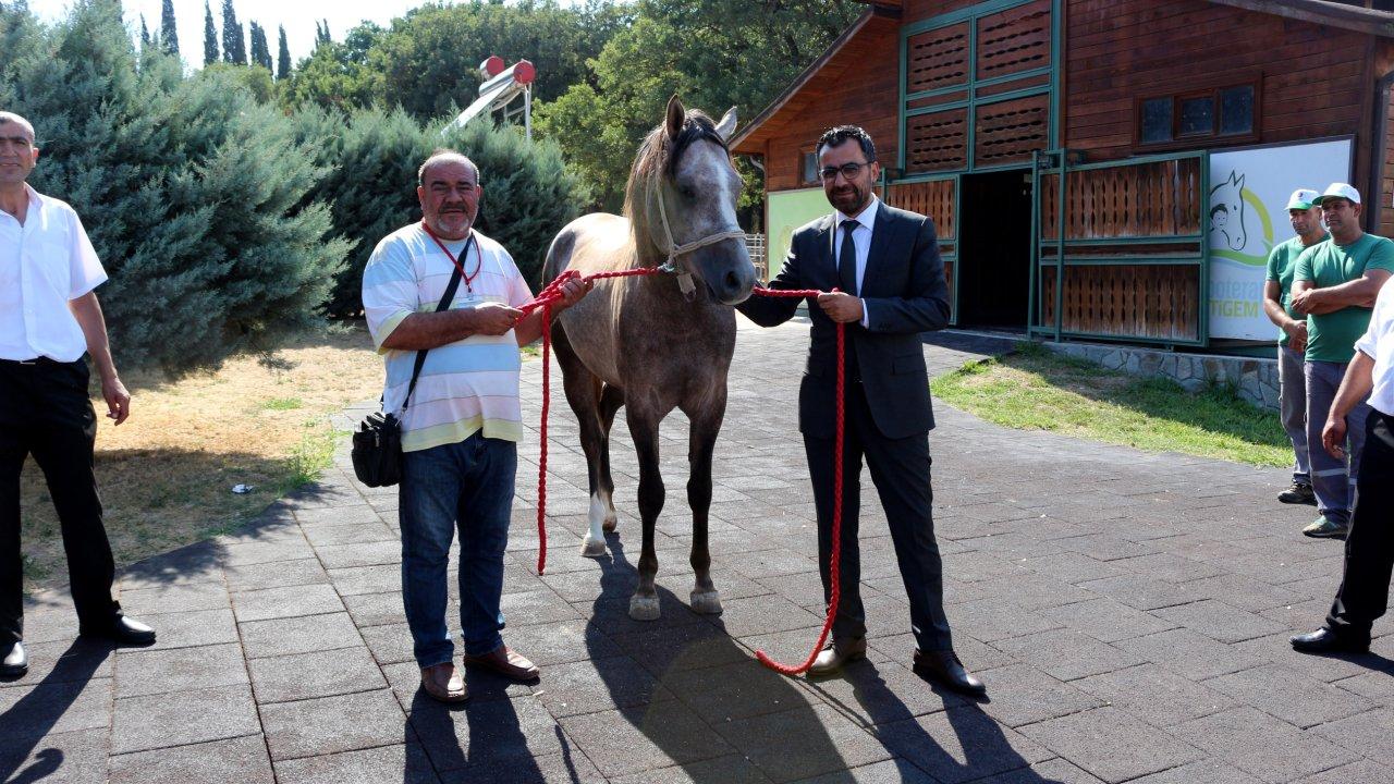 Bursa'da 'Uzunköprü' adlı tay 3 milyon 500 bin liraya satıldı