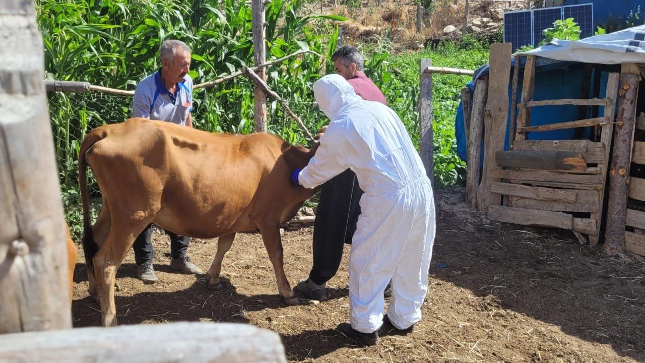 O ilde şarbon alarmı: Giriş ve çıkışlar kapatıldı, aşılama çalışması başlatıldı