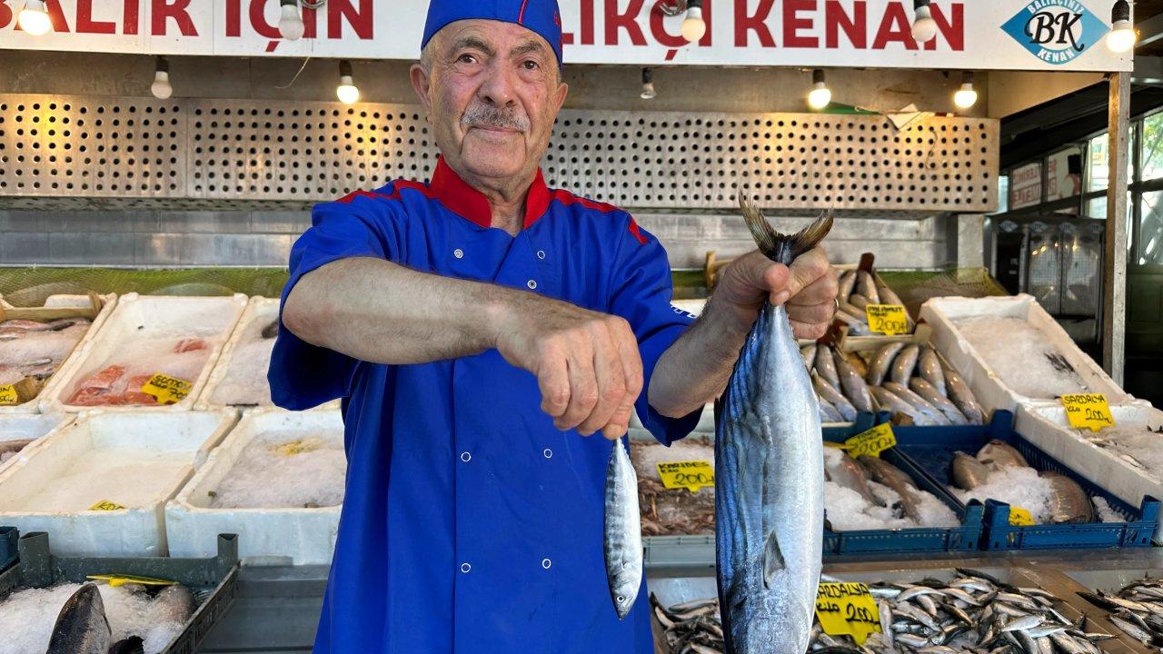 Türkiye'nin gözü aydın! Av yasağının ardından palamut bolluğu yaşanacak