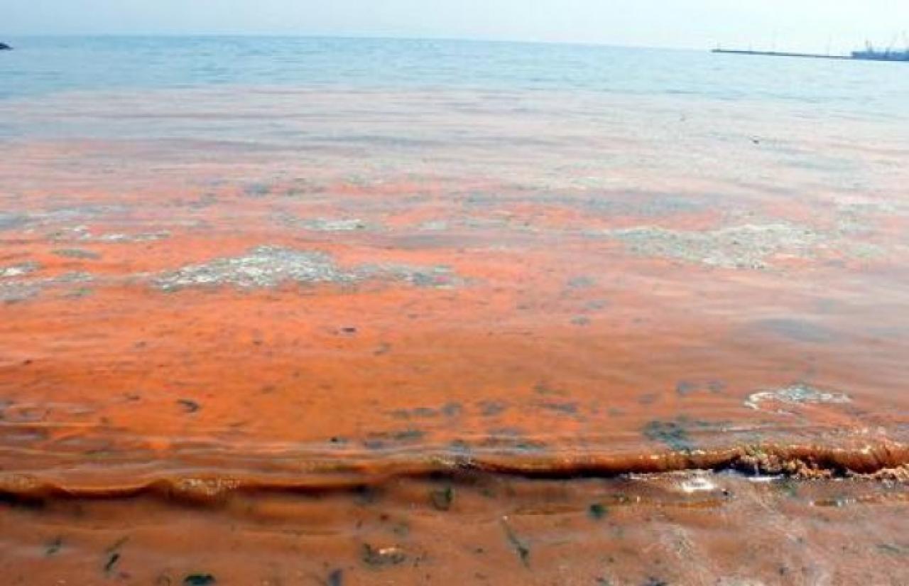 Büyükçekmece'de deniz pembeye döndü