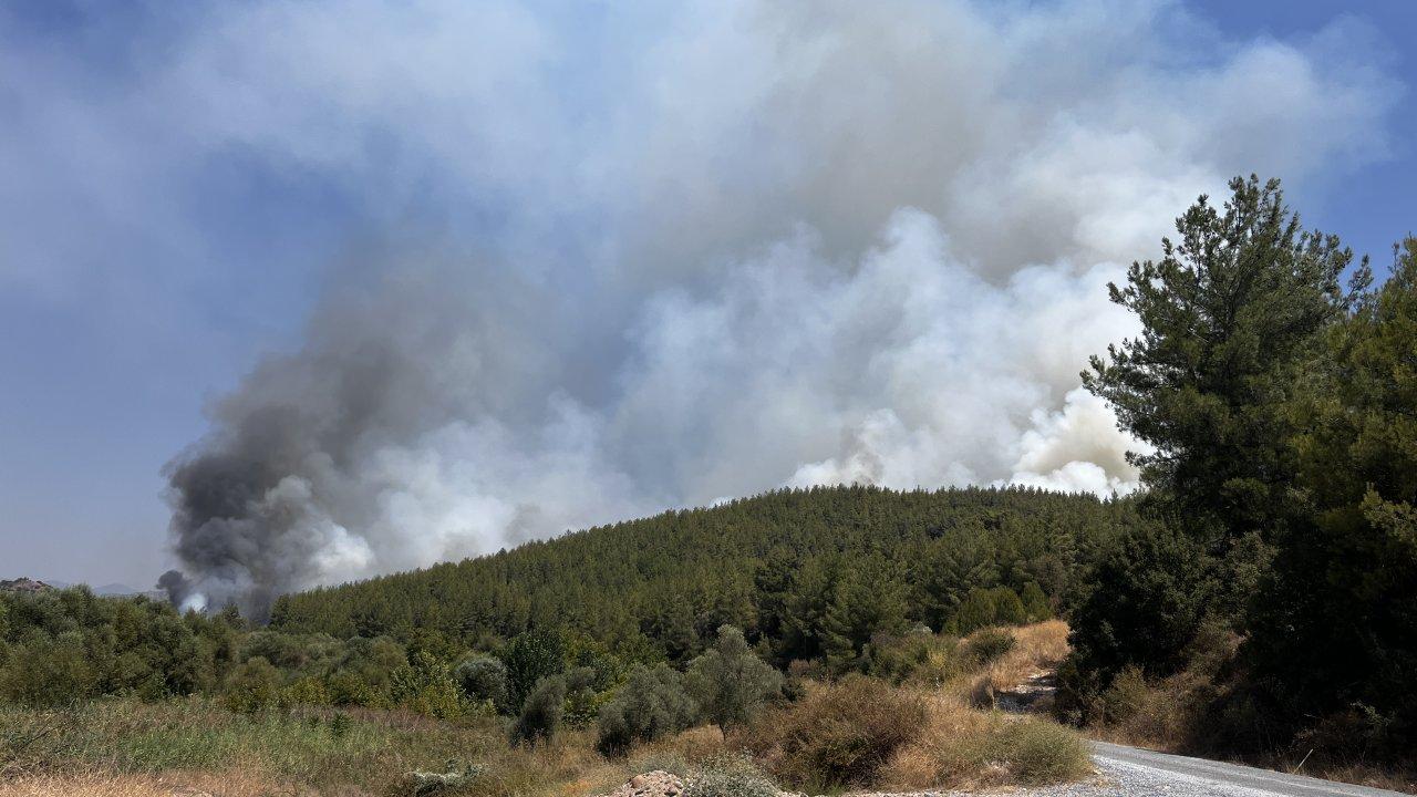 Muğla'da orman yangını: Havadan ve karadan müdahale ediliyor