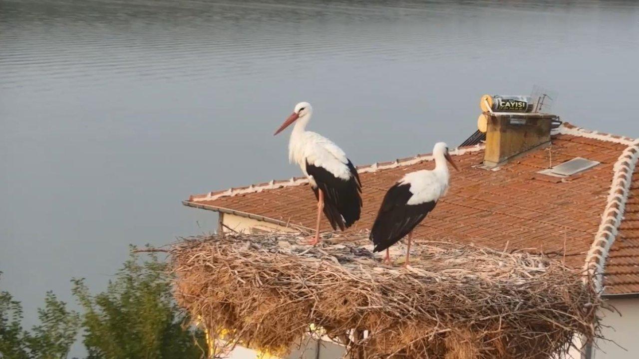 Bursa'da balıkçıyla dostlukları film olan Yaren leylek yeniden göç yoluna çıktı