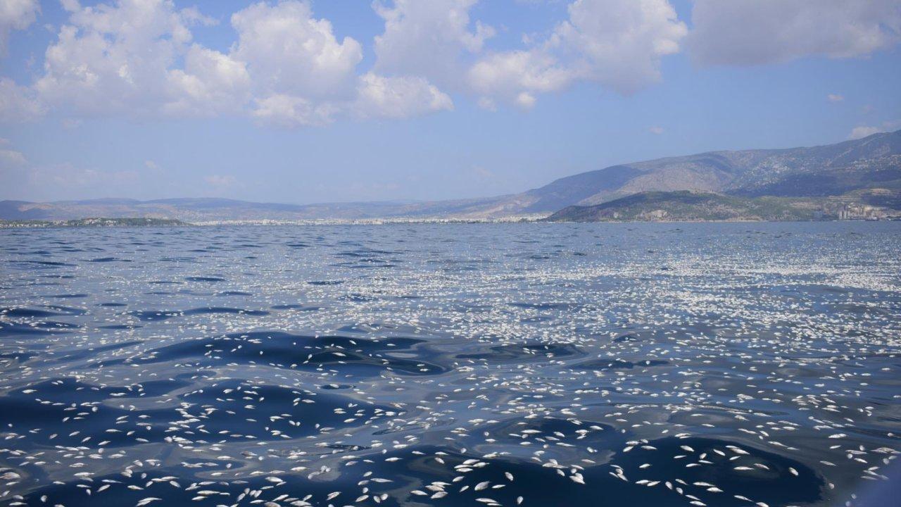 Yunanistan’da limana milyonlarca balık ölüsü vurdu