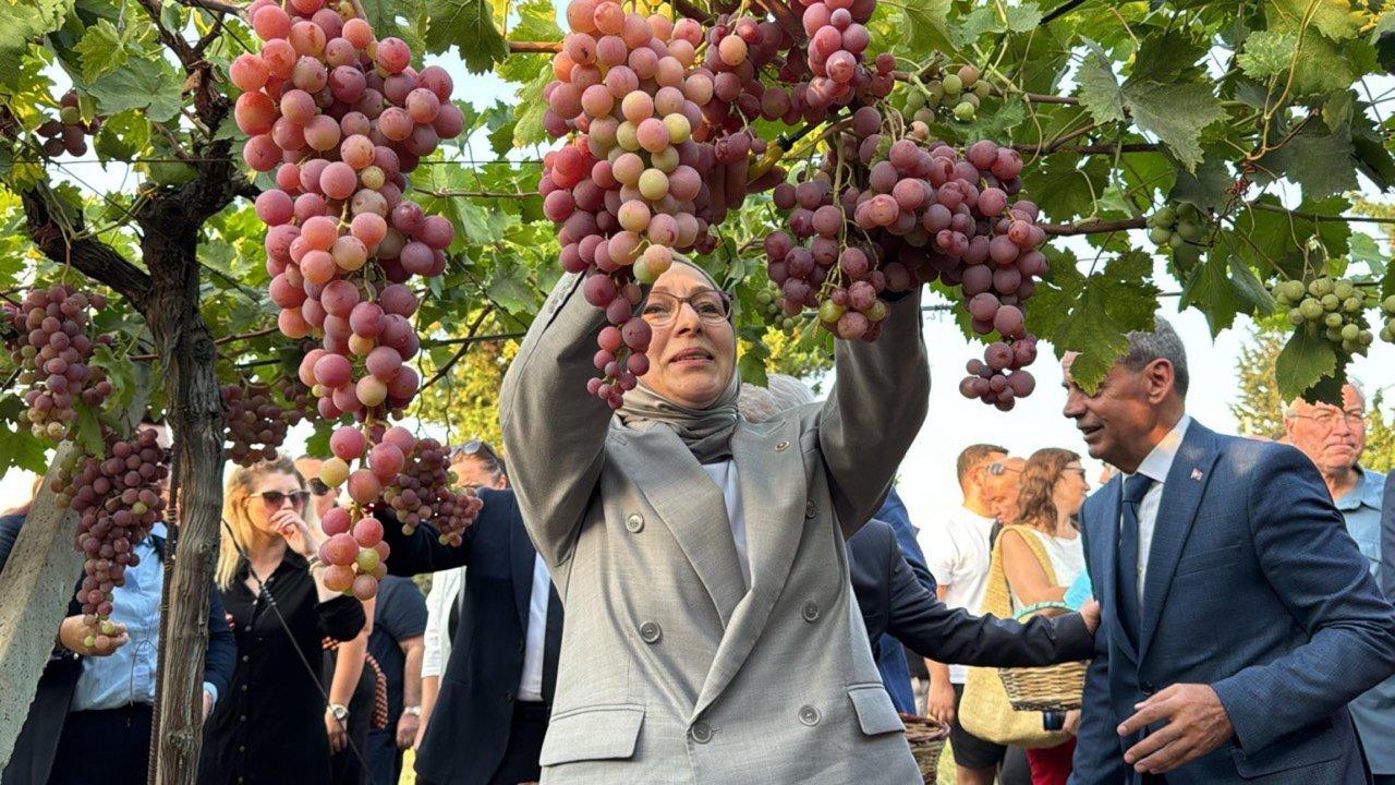 Bağ Bozumu Şenliği başladı, tarlalarda üzümler toplandı